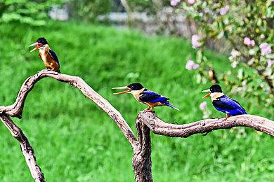 《秋之回忆 双想》2025年4月推出 经典恋爱冒险